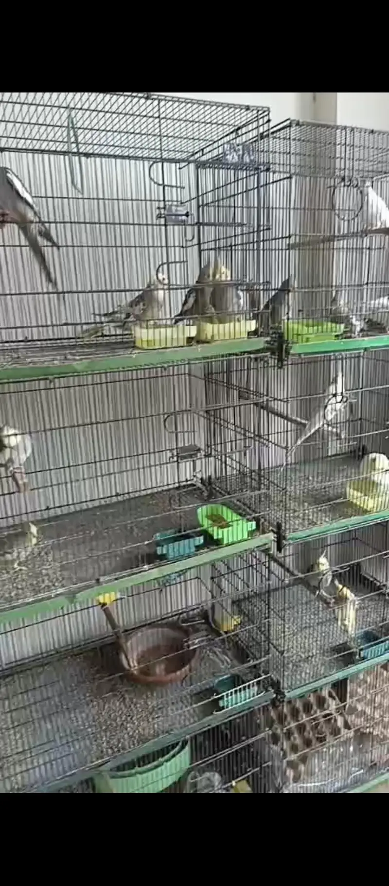 Cocktail setup Australian parrots for sale — photo 11