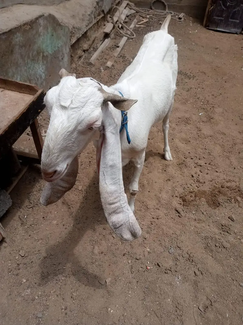 gulabi bakri — photo 3