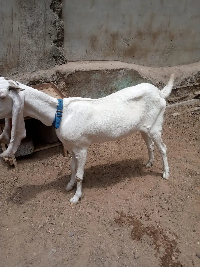 gulabi bakri — photo 4