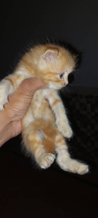 Persian Kittens