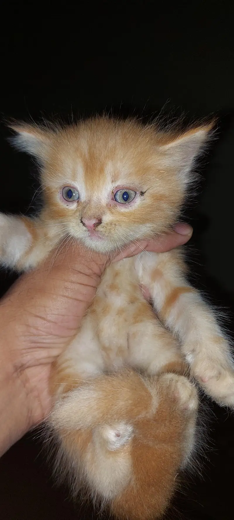 Persian Kittens — photo 2
