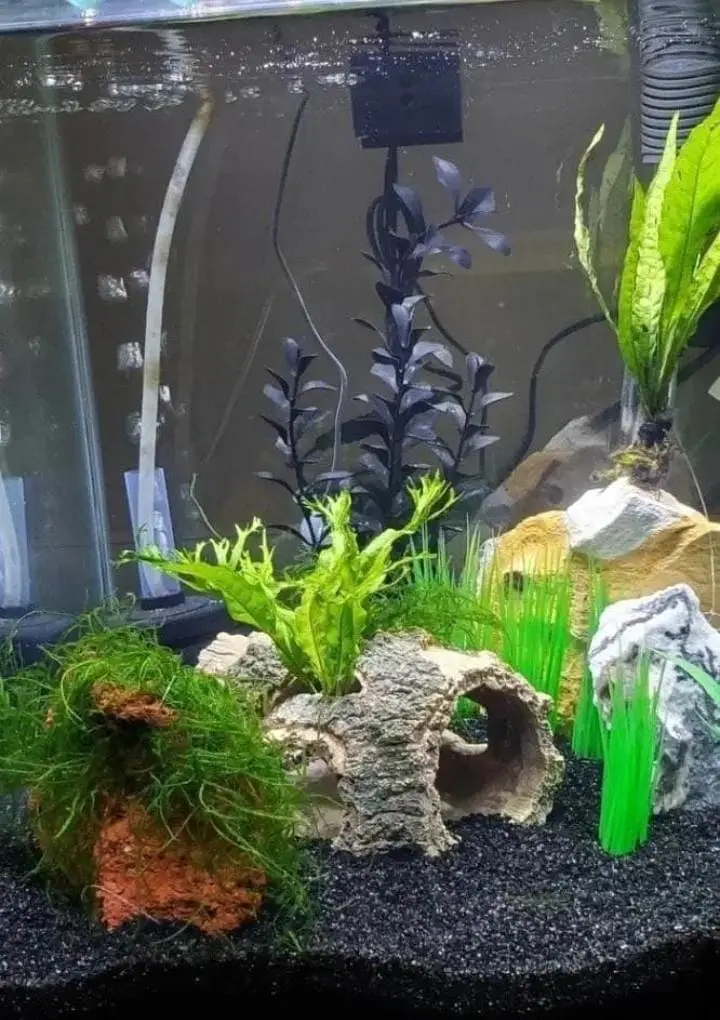 Fish and aquarium Munseeb price 03104016778 — photo 5