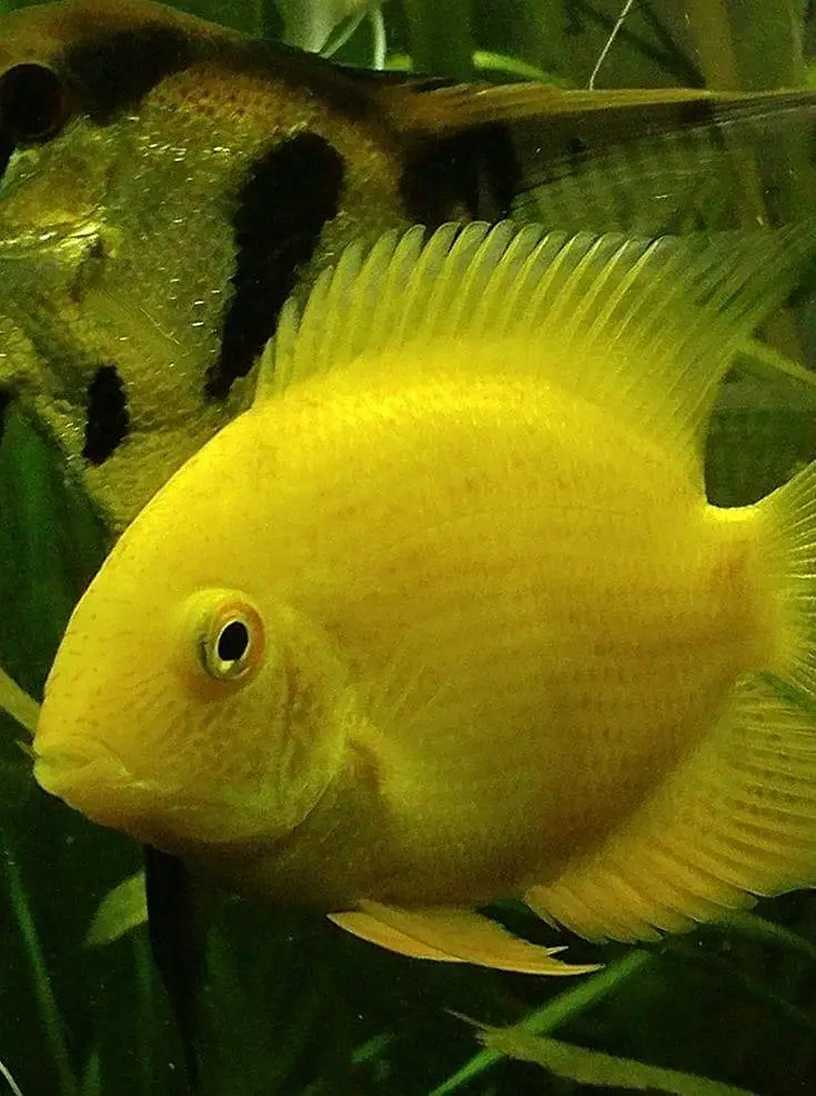 Fish and aquarium Munseeb price 03104016778 — photo 6