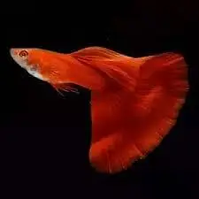 Fish and aquarium Munseeb price 03104016778 — photo 7