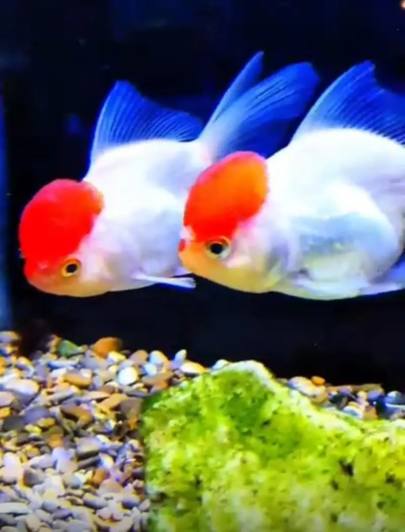 Fish and aquarium Munseeb price 03104016778 — photo 8