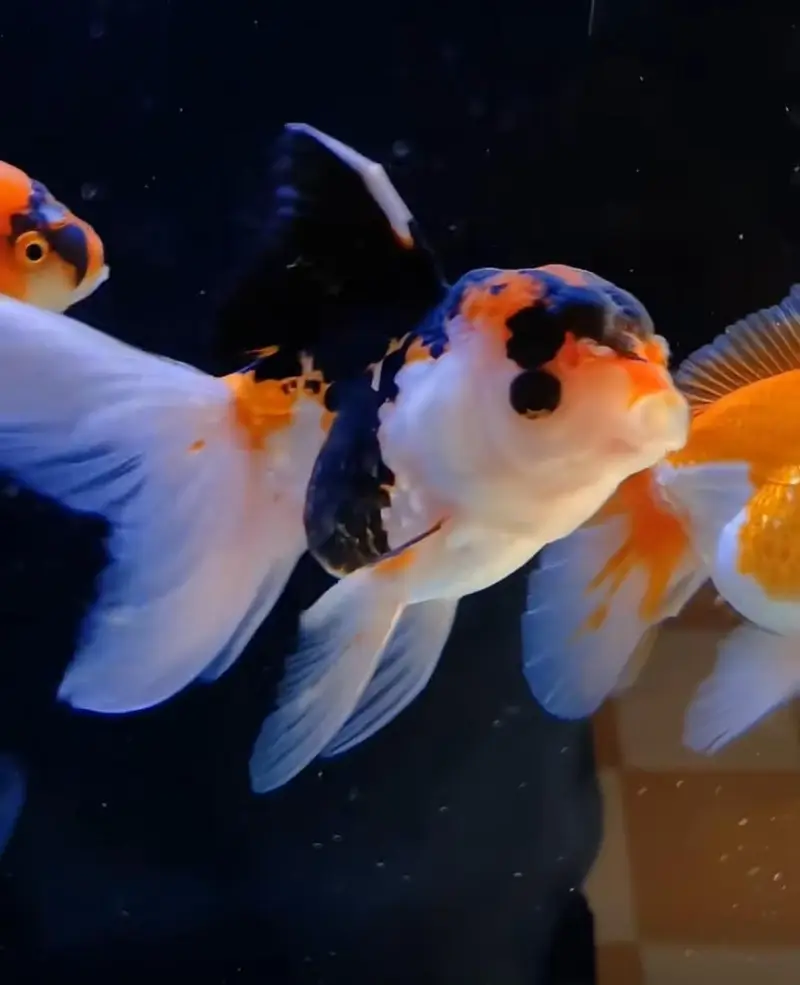 Fish and aquarium Munseeb price 03104016778 — photo 10