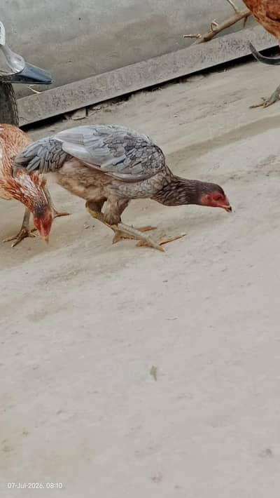 4 Hens Pure Aseel
