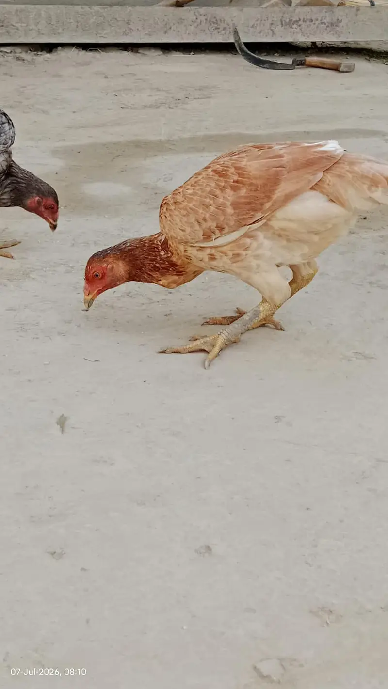 4 Hens Pure Aseel — photo 2