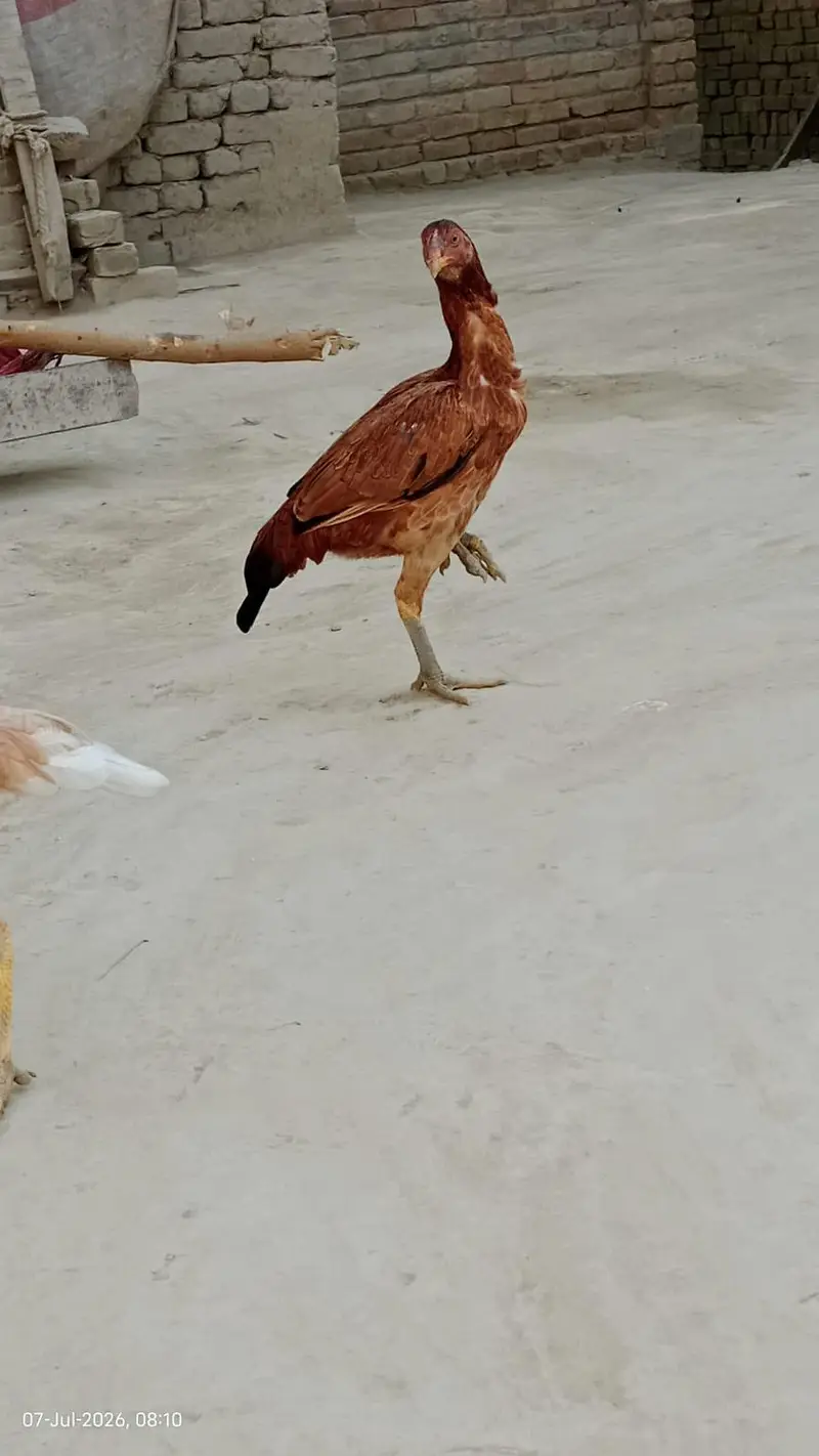 4 Hens Pure Aseel — photo 3