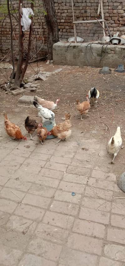 Golden murgi