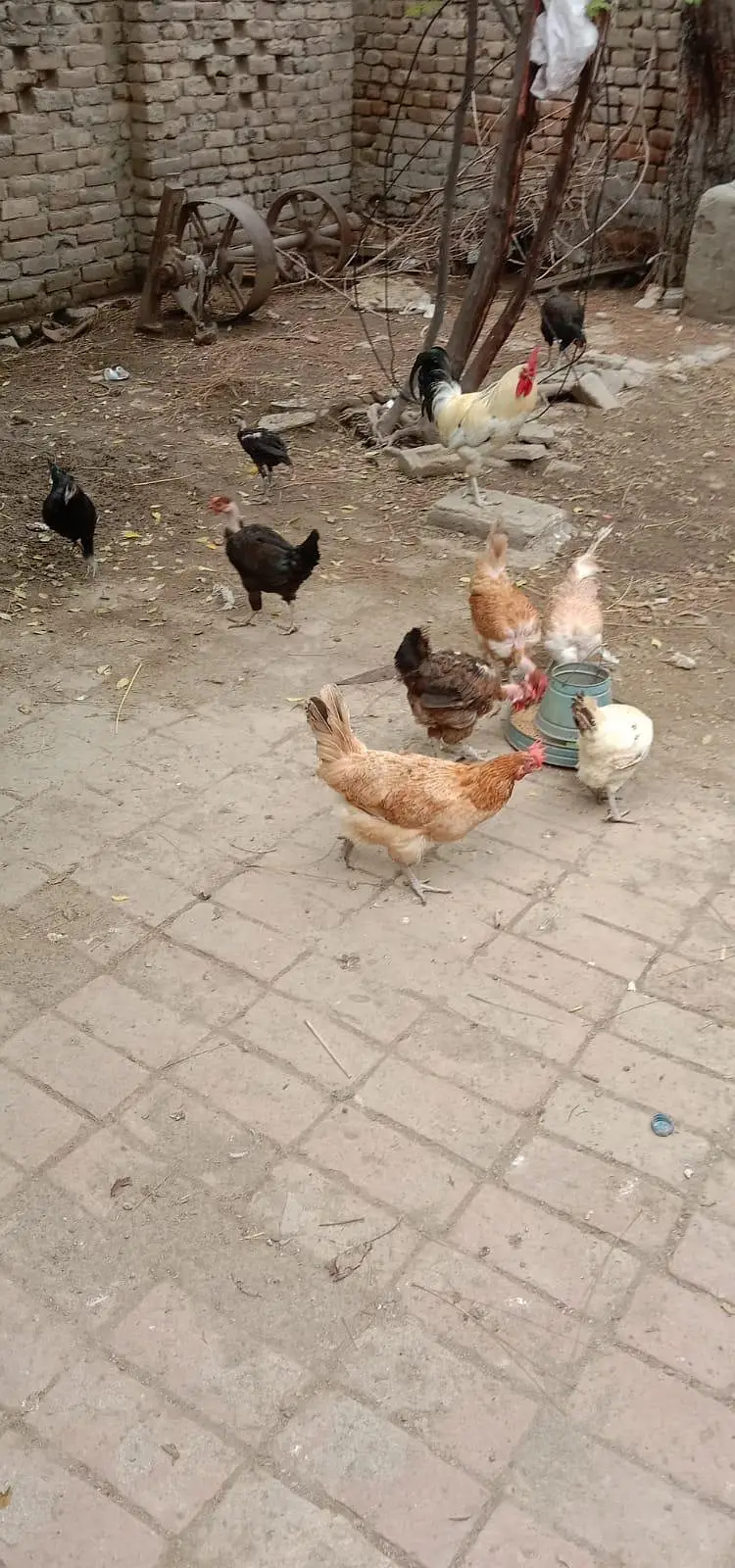 Golden murgi — photo 2