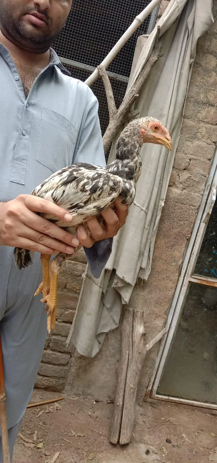 Golden murgi — photo 7