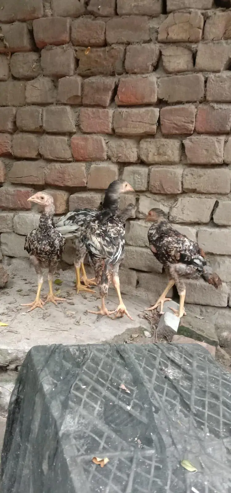 Golden murgi — photo 10
