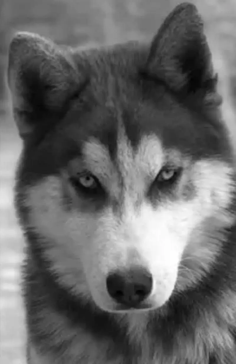 Siberian husky — photo 2