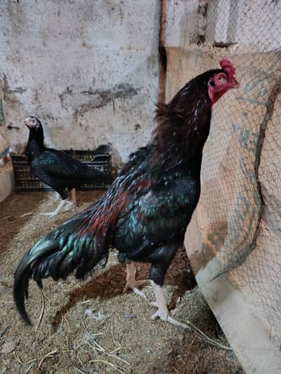 White Heera male, muskha aseel pair, light Sussex 1+2 for sale