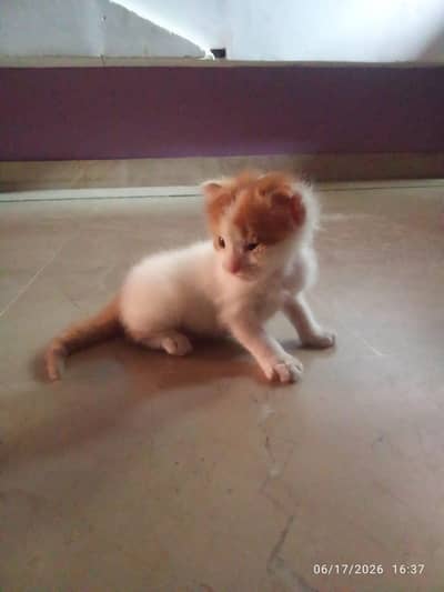 Persian cat male and female both