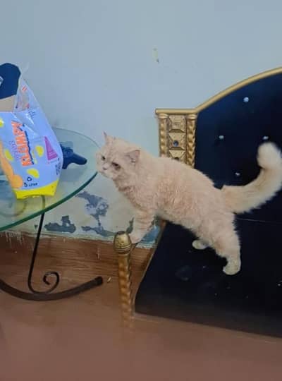 male cat for sale