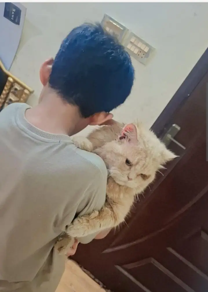 male cat for sale — photo 2
