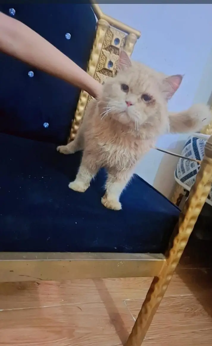 male cat for sale — photo 3
