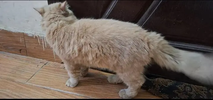 male cat for sale — photo 4