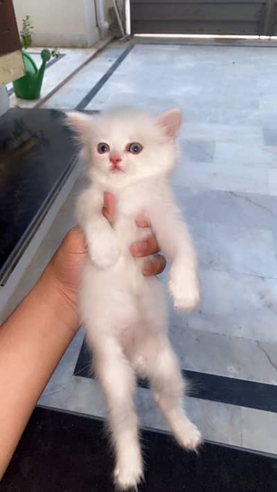 Triple cotted Persian kittens