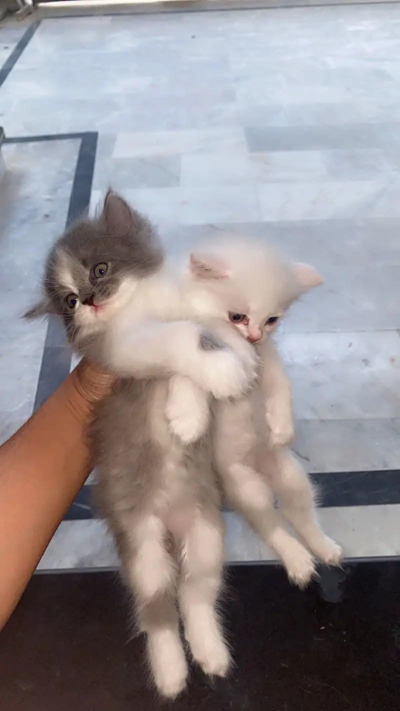 Triple cotted Persian kittens — photo 3