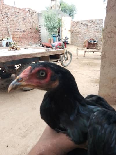 aseel Mianwali