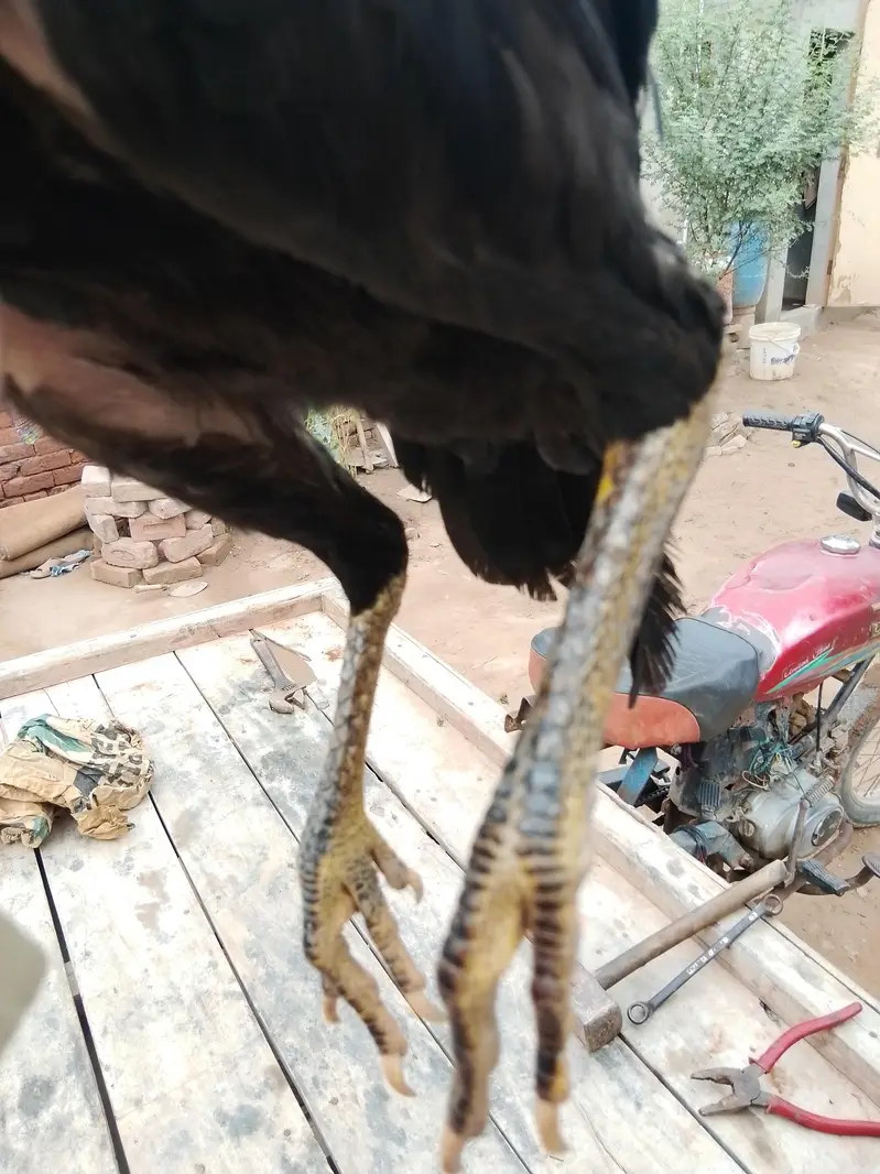 aseel Mianwali — photo 2