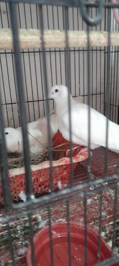 pair breeder pair