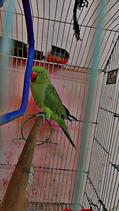 Parrot for sale All ok Best Health and full active
