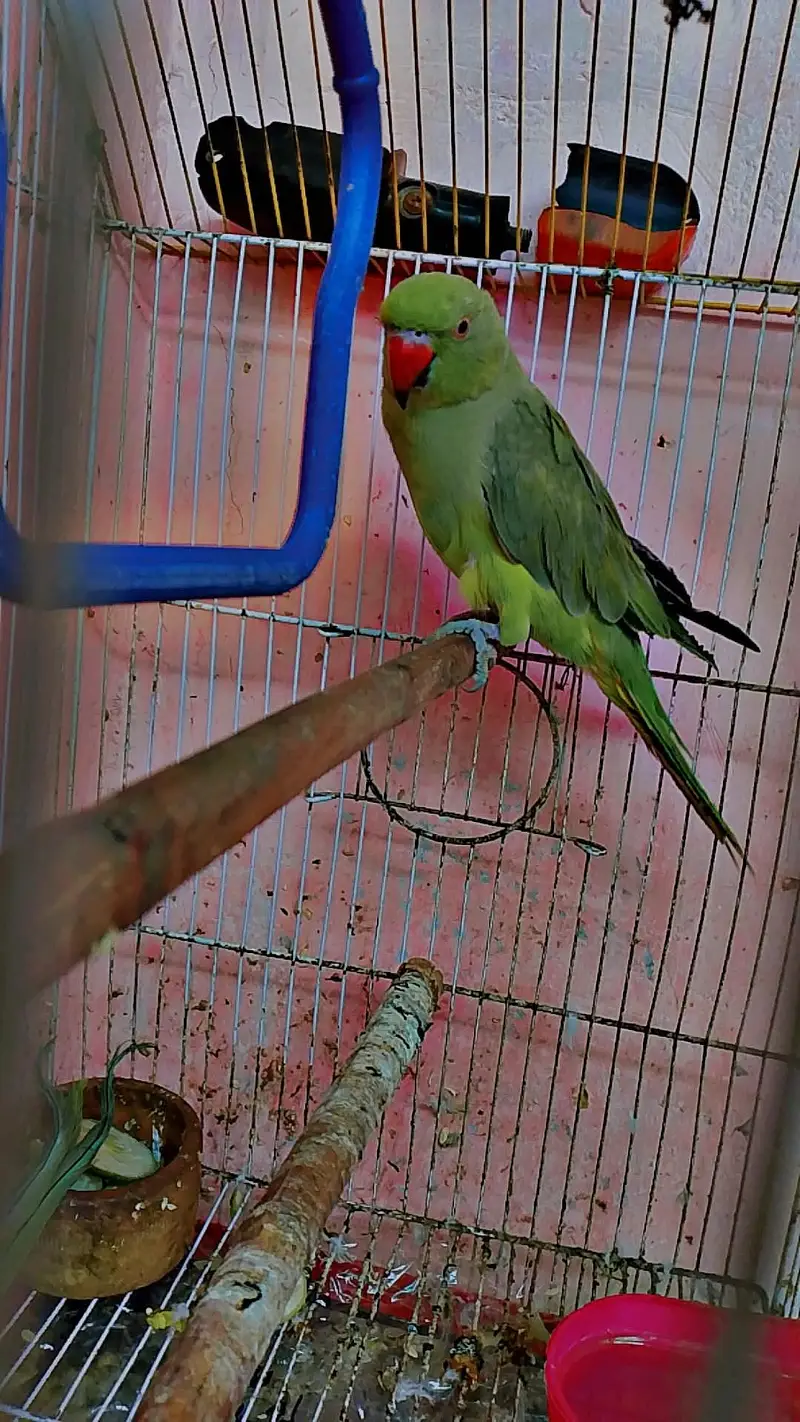 Parrot for sale All ok Best Health and full active — photo 2