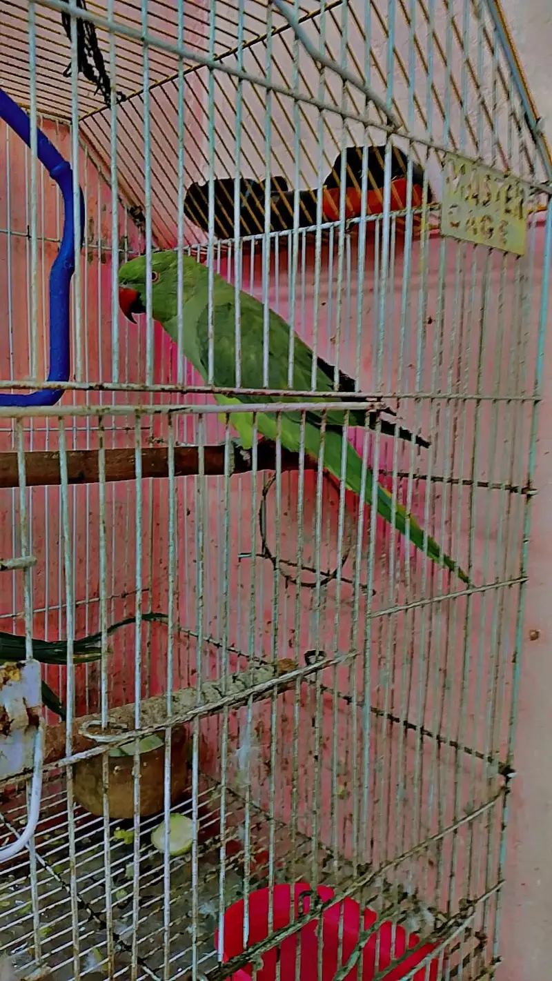 Parrot for sale All ok Best Health and full active — photo 3