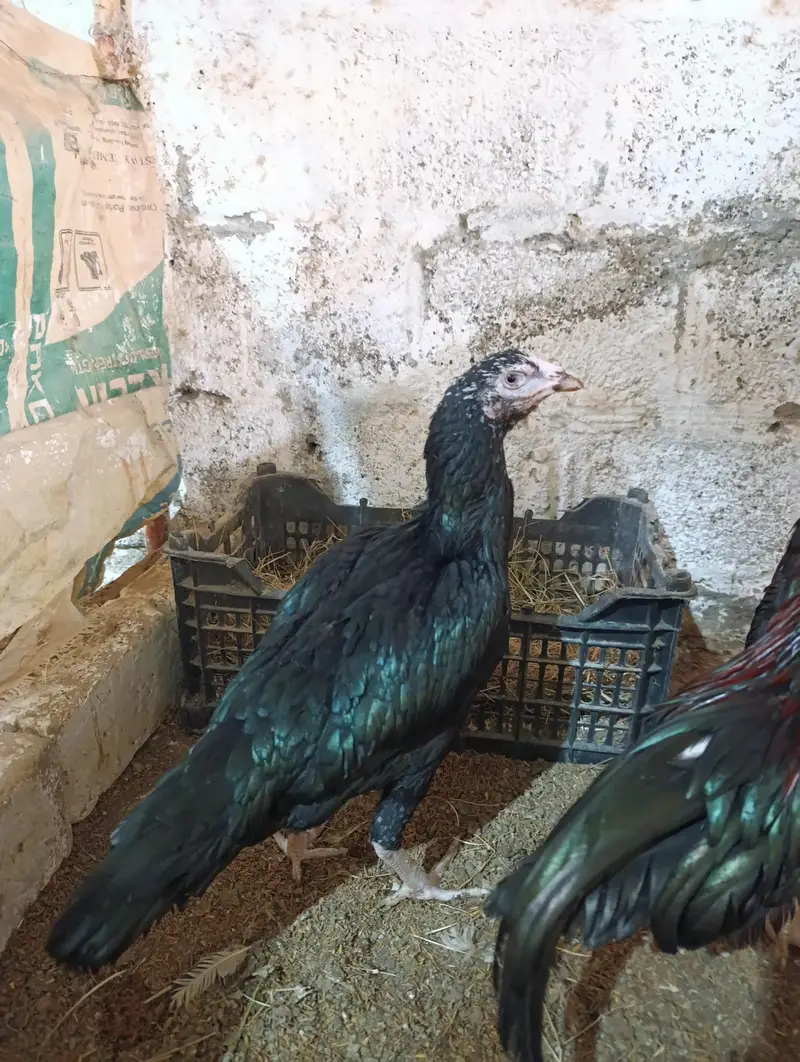 White Heera male, muskha aseel pair, light Sussex 1+2 for sale — photo 2