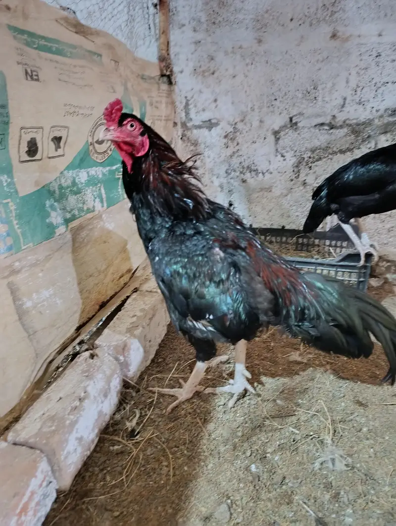 White Heera male, muskha aseel pair, light Sussex 1+2 for sale — photo 3