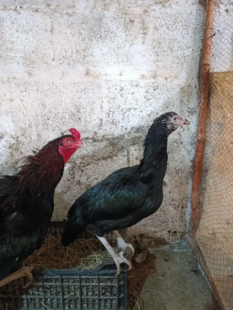 White Heera male, muskha aseel pair, light Sussex 1+2 for sale — photo 4