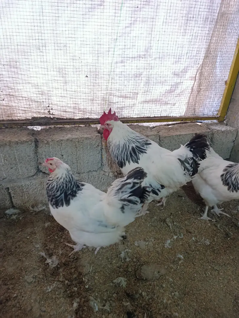 White Heera male, muskha aseel pair, light Sussex 1+2 for sale — photo 5