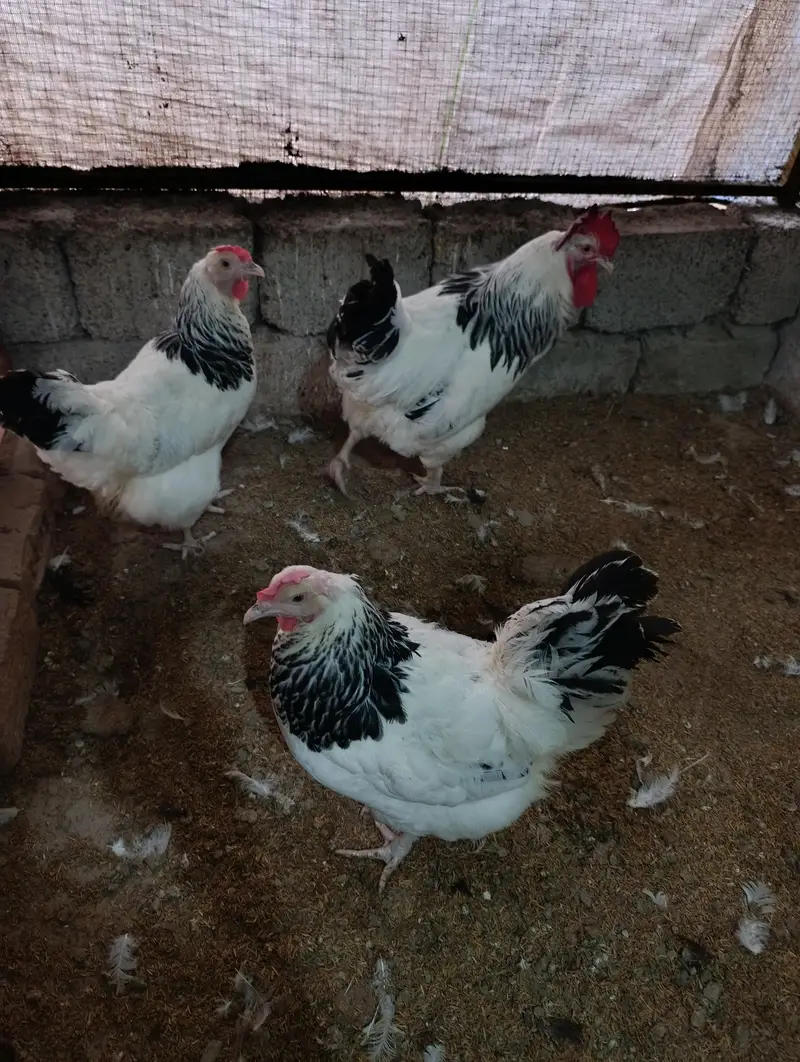 White Heera male, muskha aseel pair, light Sussex 1+2 for sale — photo 6