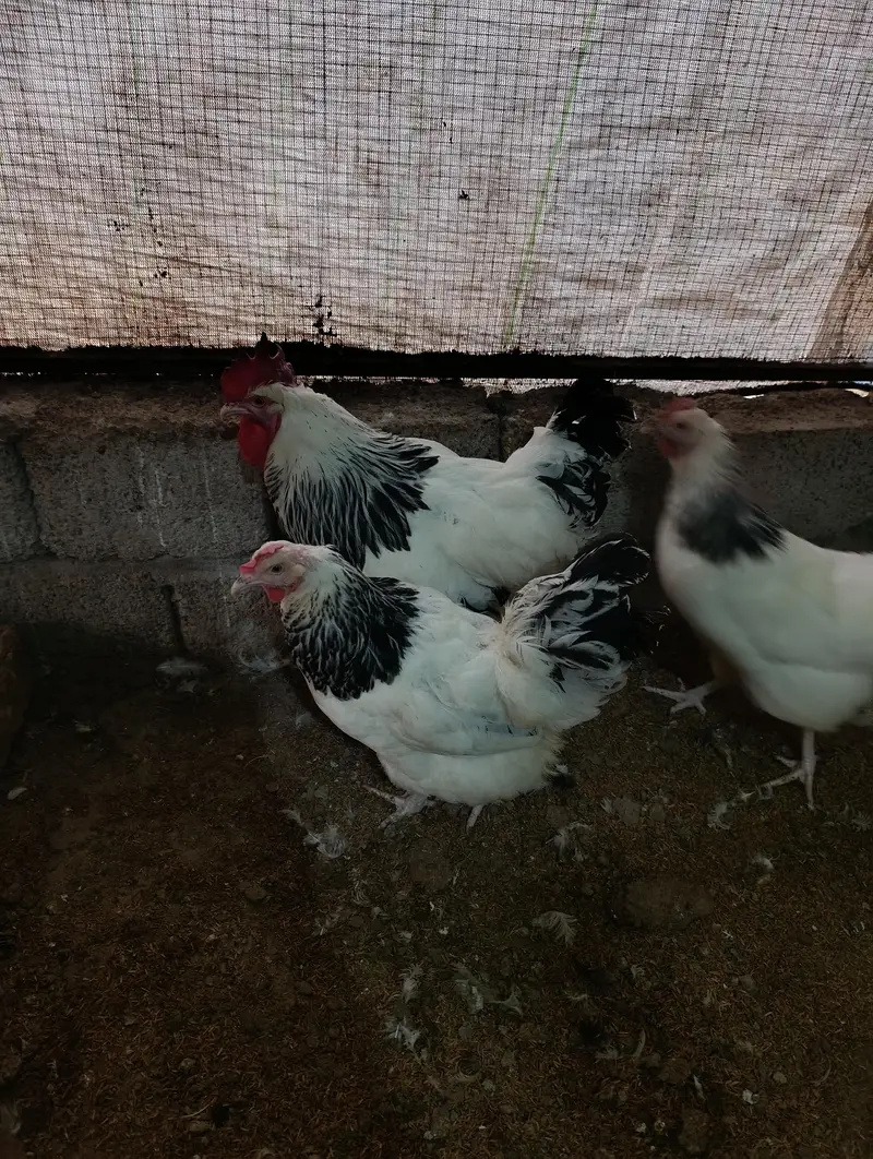 White Heera male, muskha aseel pair, light Sussex 1+2 for sale — photo 7