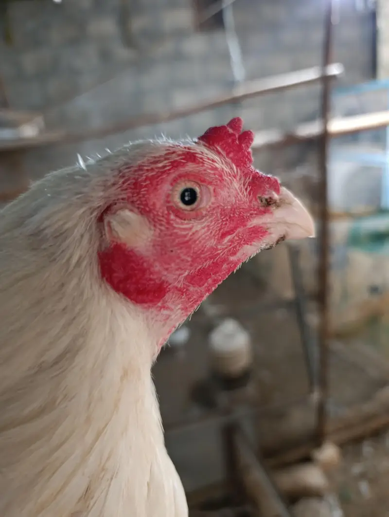 White Heera male, muskha aseel pair, light Sussex 1+2 for sale — photo 8