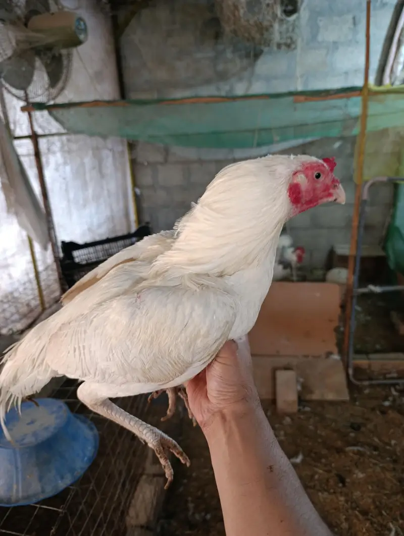 White Heera male, muskha aseel pair, light Sussex 1+2 for sale — photo 9