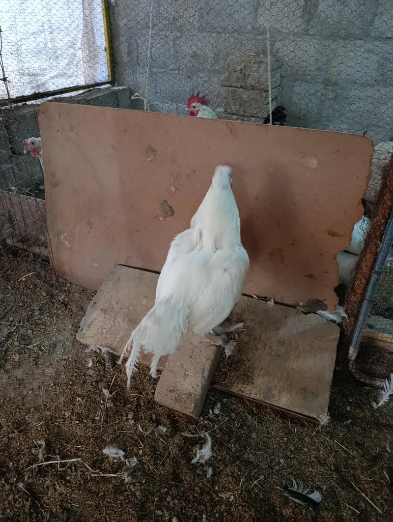 White Heera male, muskha aseel pair, light Sussex 1+2 for sale — photo 10