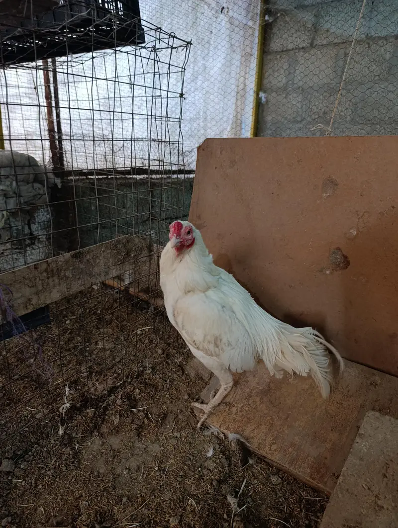 White Heera male, muskha aseel pair, light Sussex 1+2 for sale — photo 11