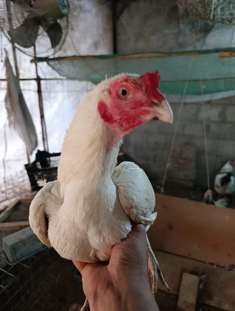 White Heera male, muskha aseel pair, light Sussex 1+2 for sale — photo 12