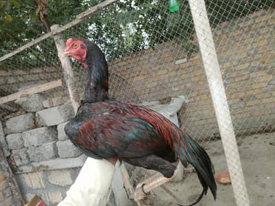 for sale