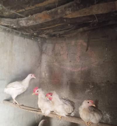 4 Farmi chicks for sale