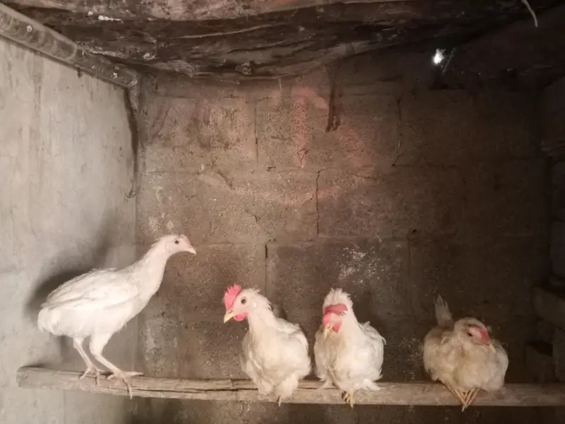 4 Farmi chicks for sale — photo 2