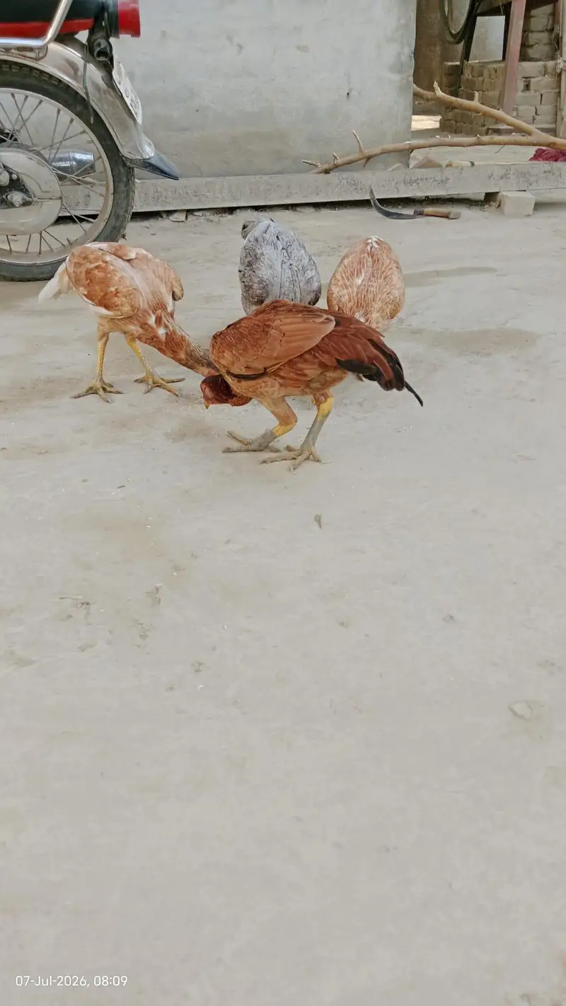4 Hens Pure Aseel — photo 4