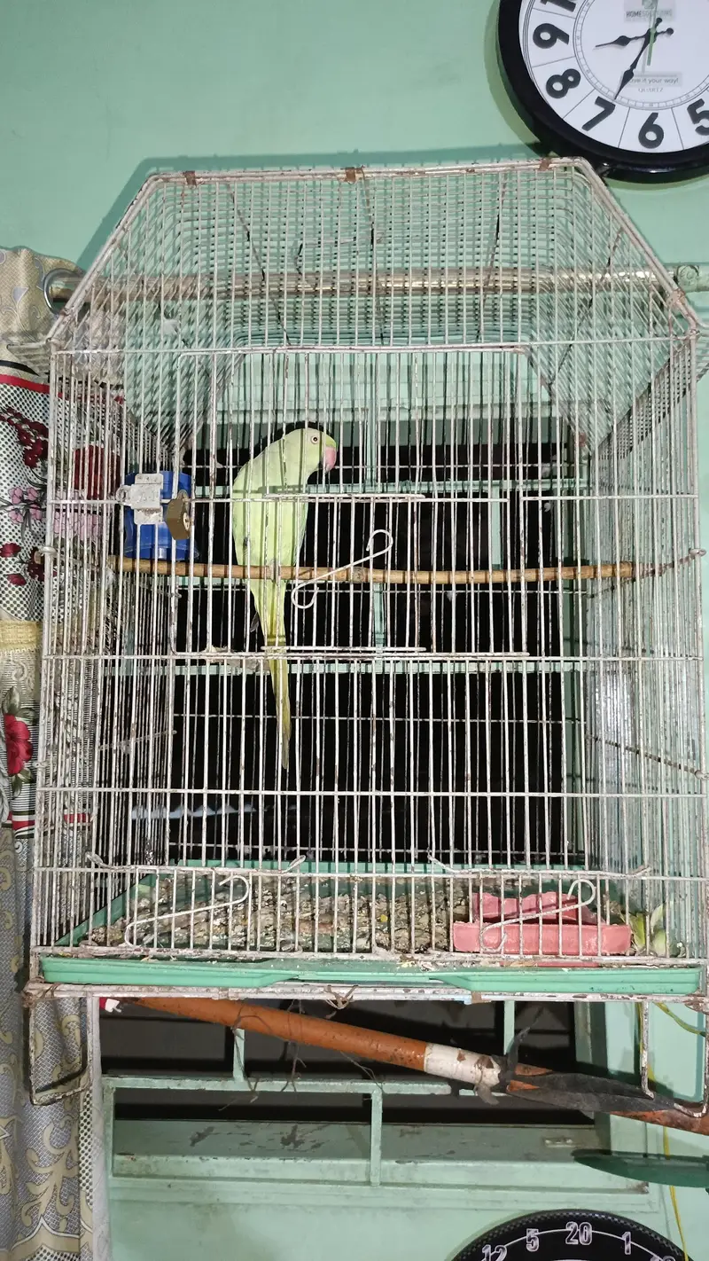 Green ringneck Breeder Female — photo 2