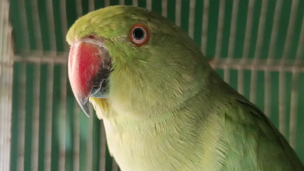 Green ringneck Breeder Female — photo 3