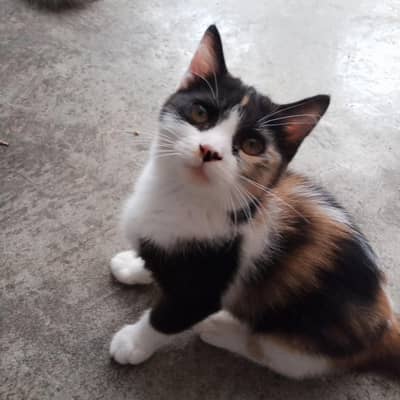 minsi